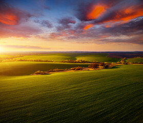 Fotobehang - Majestic aerial photography of green wavy field in the evening sunlight.