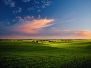 Canvas Print - Majestic aerial photography of green wavy field in the evening sunlight.