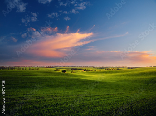 Fototapete - Majestic aerial photography of green wavy field in the evening sunlight.