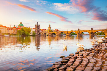 Fototapete - Breathtaking view on Charles bridge and white swans at Vltava river in Prague, Czech Republic.