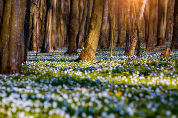 Fotomurali - Fantastic forest with fresh flowers in the sunlight. Early spring time is the moment for wood anemone.