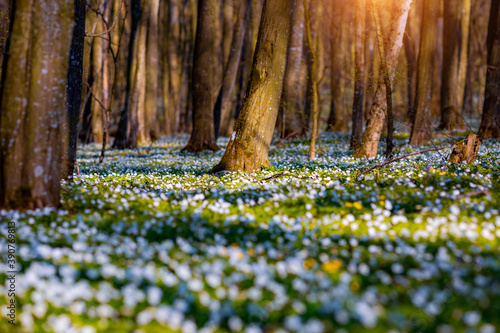 Papier Peint - Fantastic forest with fresh flowers in the sunlight. Early spring time is the moment for wood anemone.