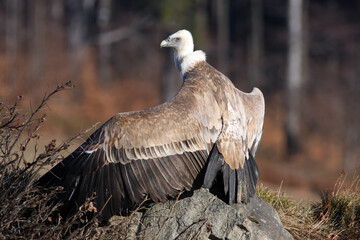 Canvas Print - The griffon vulture (Gyps fulvus),with outstretched wings,with a background of forest, falconry led by predator. Big vulture sitting with wings outstretched in forest.