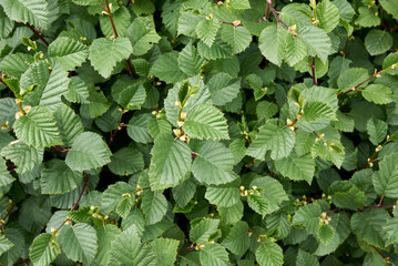 alnus incana