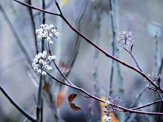 Wall Mural - Branch with white berries