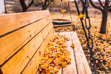 Yellow And Orange Leafs On Empty Wooden Swings In The Park On Autumn Day. Yellow Foliage On The Ground, Sunny Weather. Concept Of An Travel, Relax, Active And Healthy Life In Harmony With Nature.