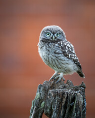 Wall Mural - little owl fledgling perched on a post with a red background.
