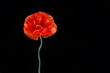 Remembrance day banner. Poppy flower on black background with free space for text.