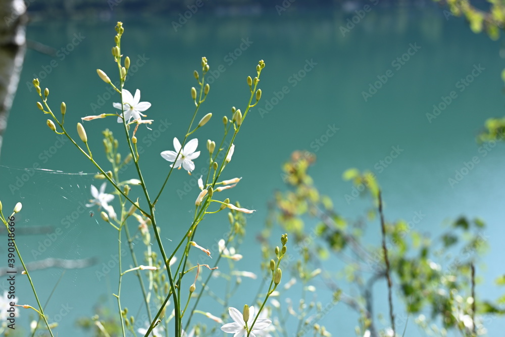 Weiße Blüten am Ufer des Achensees bei Achenkirch