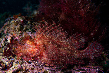 Wall Mural - Weedy scorpionfish