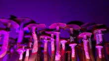 Psychedelic Psilocybin Mushrooms