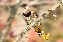 Male Northern Flicker Woodpecker On A Branch