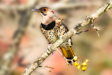 Male Northern Flicker Woodpecker on a Branch