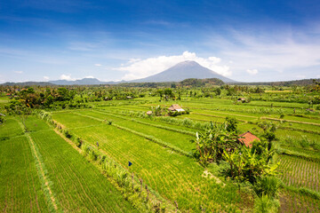 Wall Mural - View of green rice paddies with farmer houses and the Gn Agung vulcano in the background at Bali, Indonesia