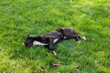 A Sleeping Black Dog On A Green Lawn In The Shade. High Quality Photo