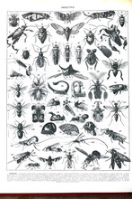 Vintage Collection Of Different Insects Hand Drawn / Antique Engraved Illustration From From La Rousse XX Sciele	
