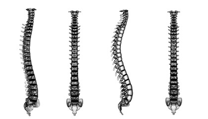 Wall Mural - 2d illustration human vertebral column
