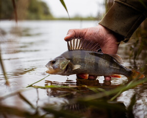 Perch release