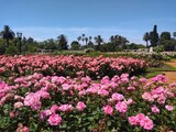 Fototapeta Niebo - Pink Rose - El Rosedal de Palermo (Rose Garden), Buenos Aires, Argentina. Beautiful Rose Garden at Parque Tres de Febrero, popularly known as Bosques de Palermo. It has groves, lakes, and rose gardens