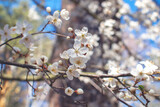 Fototapeta  - Close-up of petals on a branch of a blossoming tree in the forest. Macro shot of flowering wild tree