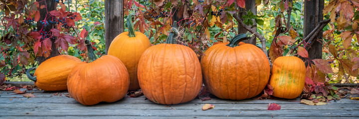 Wall Mural - crop of pumpkins and vine in fall colors on a wooden deck, fall holidays concept, web banner