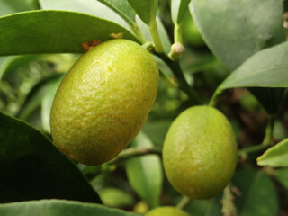 Closeup shot of rangpur on a tree