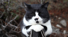 Black White Cat Lies Folded White Paws