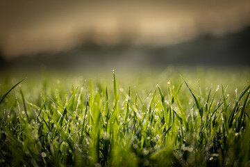 Rice Field 4