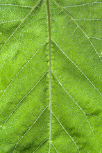 Vertical Closeup Shot Of A Green Patterned Leaf As A Background