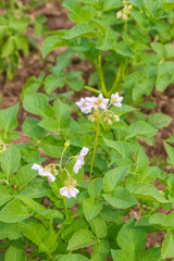 Wall Mural - Potato blooms with white flowers on the beds in summer