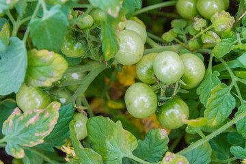 Wall Mural - Small green tomatoes ripen in the greenhouse in summer