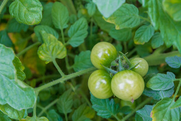 Wall Mural - Small green tomatoes ripen in the greenhouse in summer