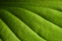 Surface Of Hosta Leaf