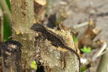 Dark Brown Lizard On A Tree Trunk
