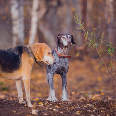 Wall Mural - Beautiful hunting dog walks in the golden forest in November on a beautiful sunny day