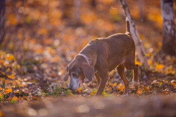 Poster - Beautiful hunting dog walks in the golden forest in November on a beautiful sunny day