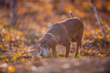 Poster - Beautiful hunting dog walks in the golden forest in November on a beautiful sunny day