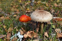 Edible Macrolepiota Procera And Toxic Red Mushroom Amanita Muscaria