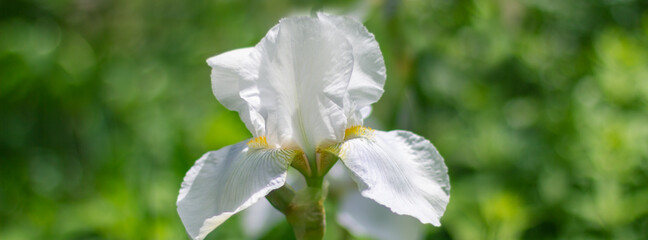 Wall Mural - Beautiful iris flowers grow in the garden.