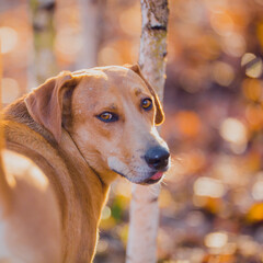 Wall Mural - Beautiful ginger hunting dog walks in the golden forest in November on a beautiful sunny day, portrait of a ginger dog close-up, dog in autumn, bokeh