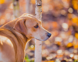 Wall Mural - Beautiful ginger hunting dog walks in the golden forest in November on a beautiful sunny day, portrait of a ginger dog close-up, dog in autumn, bokeh