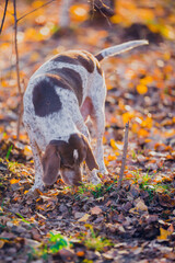 Poster - Beautiful hunting dog walks in the golden forest in November on a beautiful sunny day, bokeh