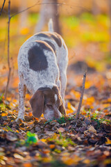 Sticker - Beautiful hunting dog walks in the golden forest in November on a beautiful sunny day, bokeh