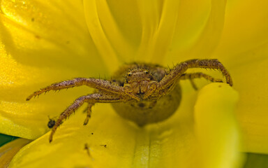 spider on a flower