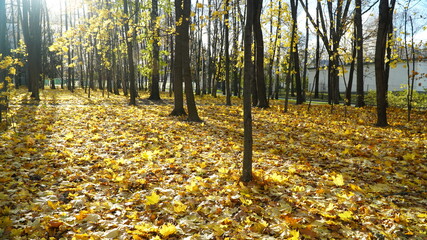 Wall Mural - autumn in the park