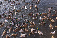 Winter Feeding Frenzy With Ducks And Small Gulls