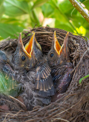 Bird nest with young birds - Eurasian Blackbird.	