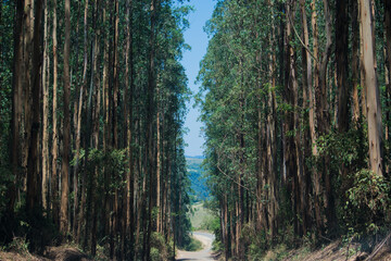 Wall Mural - Forest Plantation 