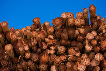 Wall Mural - Wood Pile Logs Forestry