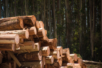 Wall Mural - Wood Pile Logs Forestry